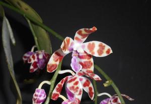 Phalaenopsis mariae