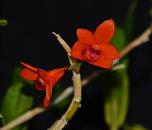 Dendrobium mohlianum