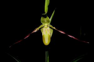 Phragmipedium longifolium