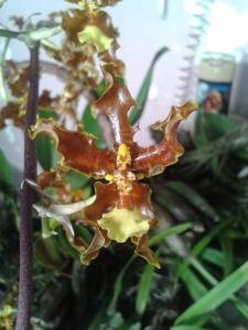 Oncidium anthocrene