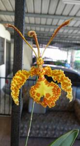 Psychopsis krameriana