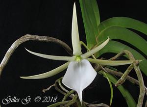 Angraecum praestans