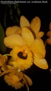 Dendrobium fimbriatum