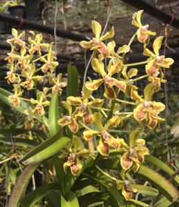 Vanda lamellata