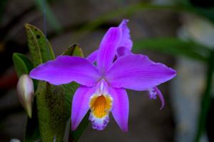 Cattleya jongheana