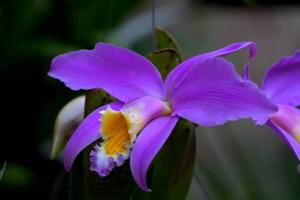 Cattleya jongheana