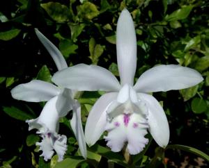 Cattleya intermedia