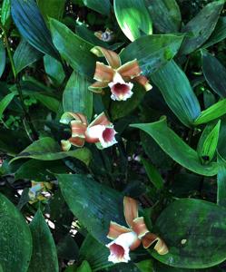 Sobralia atropubescens