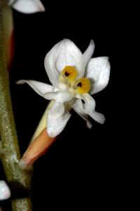 Ludisia discolor