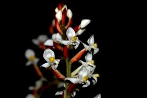 Ludisia discolor