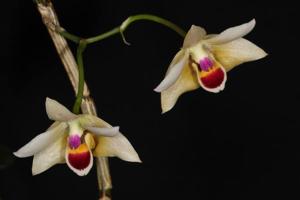 Dendrobium scoriarum