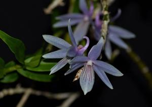 Dendrobium ceraula