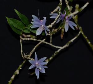 Dendrobium ceraula