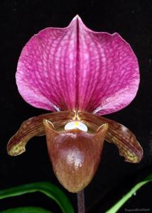 Paphiopedilum charlesworthii