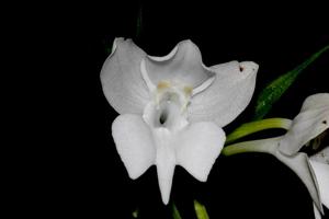 Pecteilis cambodiana