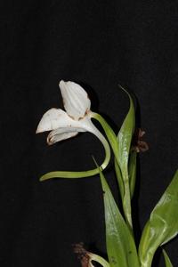 Pecteilis cambodiana