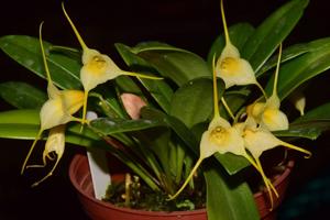 Masdevallia tonduzii