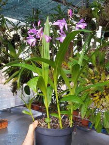 Bletilla striata