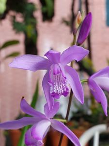 Bletilla striata