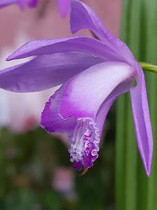 Bletilla striata