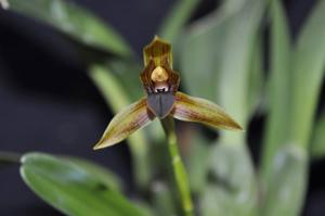 Maxillaria cucullata