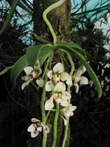 Sarcochilus weinthalii