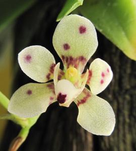 Sarcochilus weinthalii