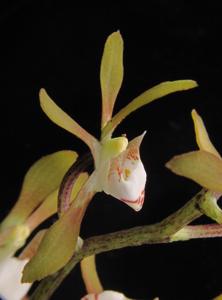 Sarcochilus parviflorus