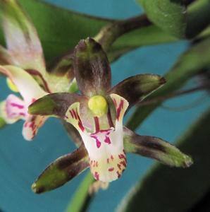 Sarcochilus spathulatus