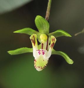 Sarcochilus spathulatus