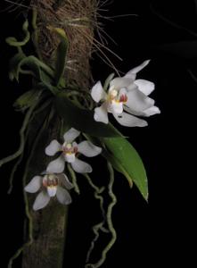 Sarcochilus falcatus