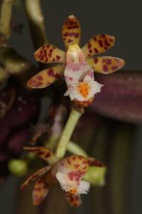 Gastrochilus sororius
