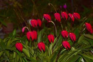 Masdevallia coccinea