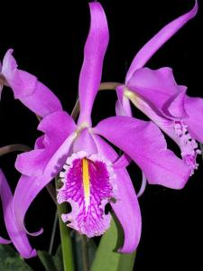 Cattleya maxima