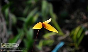 Bulbophyllum quadrangulare