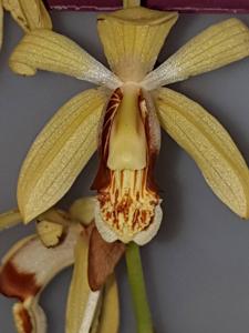 Coelogyne tomentosa