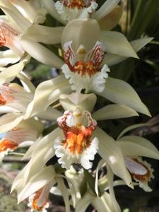 Coelogyne asperata