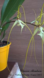 Brassia chloroleuca