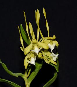 Dendrobium bicaudatum