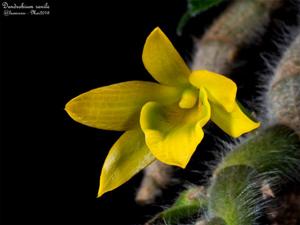 Dendrobium senile