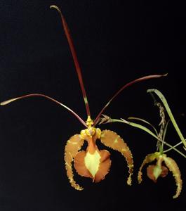 Psychopsis papilio