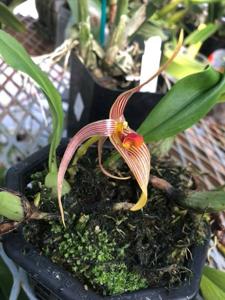 Bulbophyllum membranifolium subsp. inunctum
