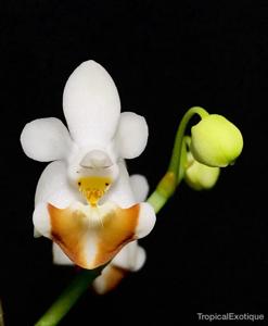 Phalaenopsis lobbii