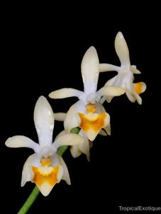 Phalaenopsis malipoensis