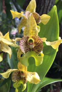 Dendrobium macrophyllum