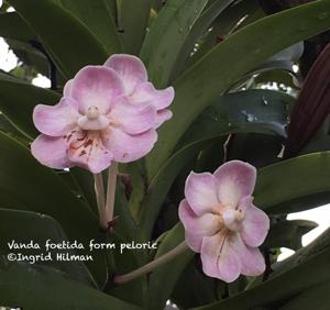 Vanda foetida