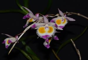 Dendrobium devonianum