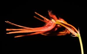 Bulbophyllum hirundinis