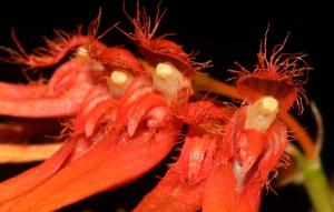 Bulbophyllum hirundinis