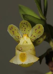 Gastrochilus formosanus